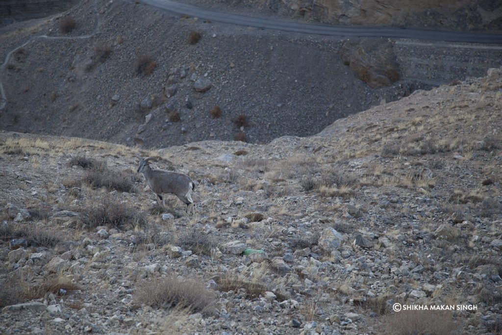 Bharal or Blue Sheep, Spiti Valley, Himachal Pradesh