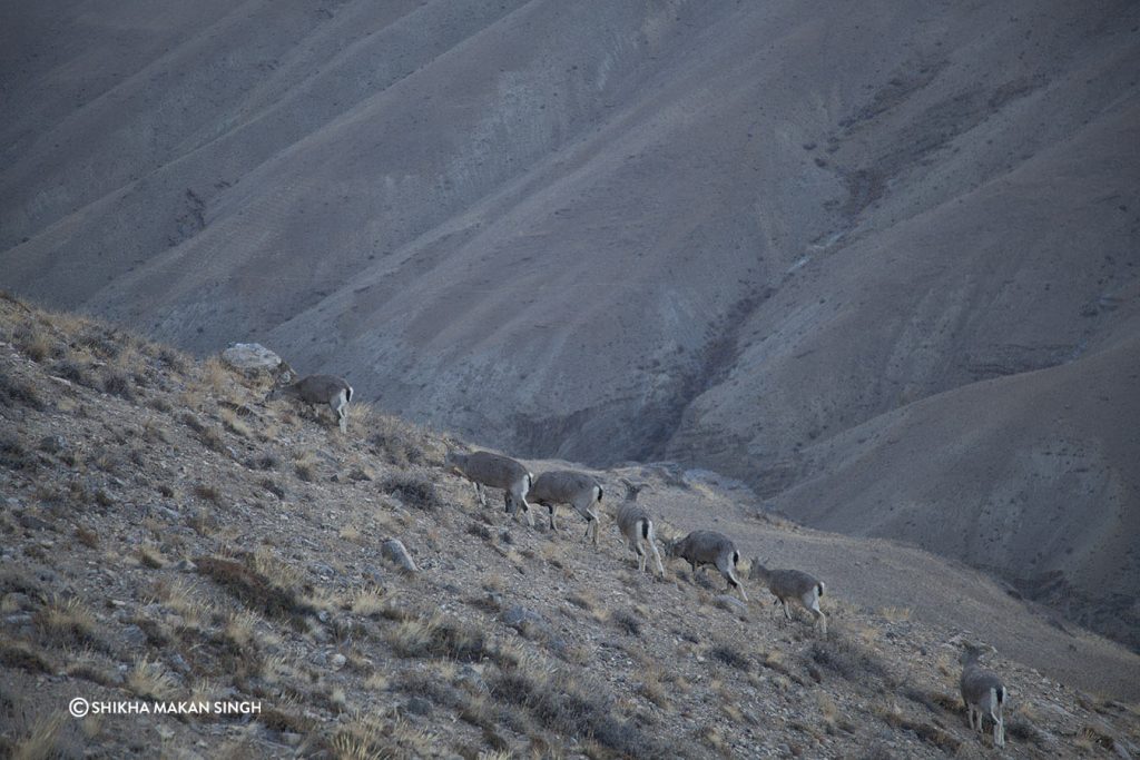 A herd of Bharat Sheep, Spiti Valley, Himachal Pradesh, India