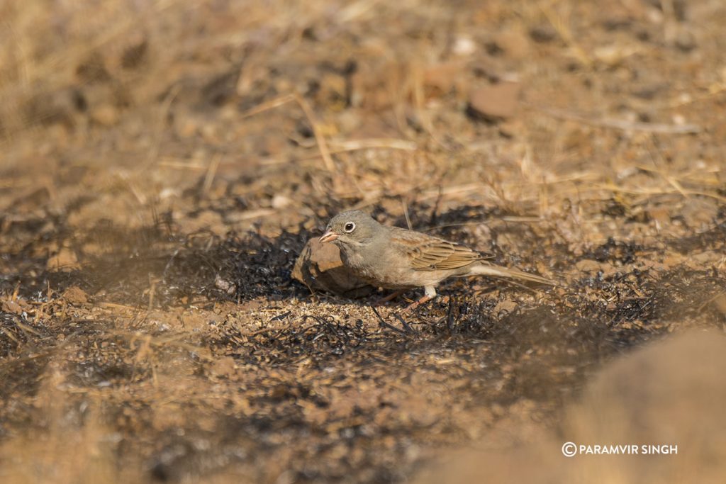 Grey necked Bunting at Mayureshwar Wildlife Sanctuary