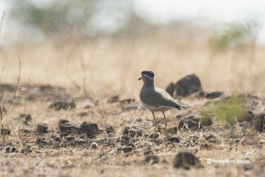 Yellow Wattled Lapwing at Mayureshwar Wildlife Sanctuary