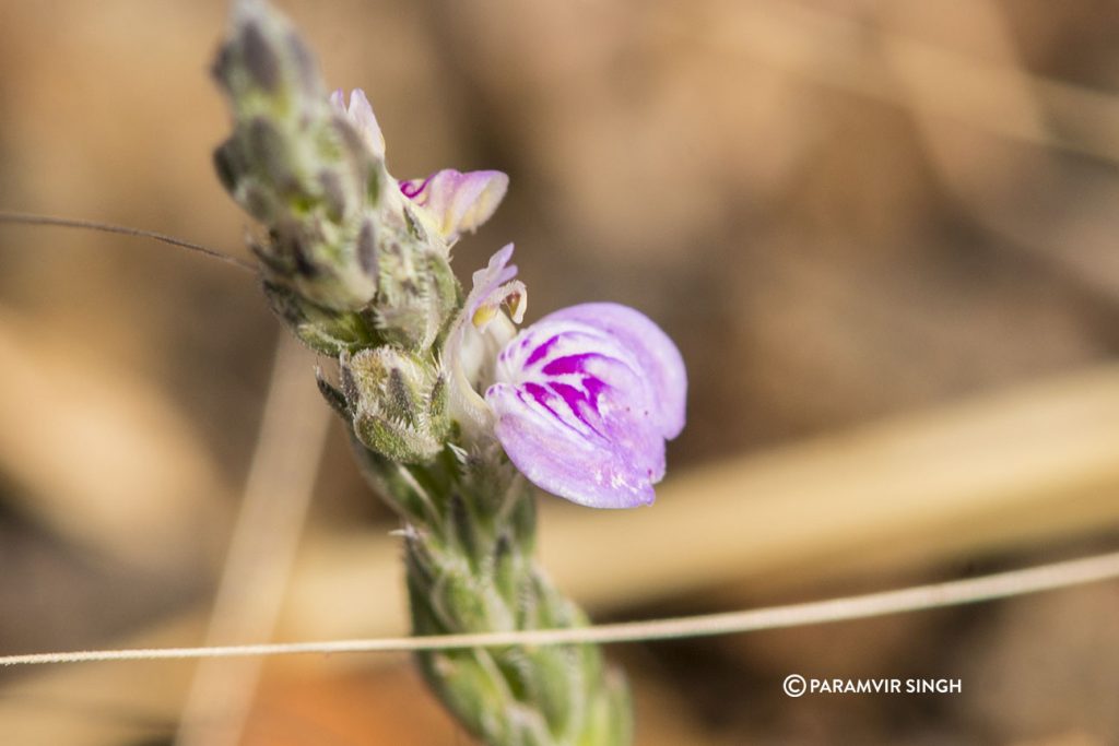 Wildflower in Mayureshwar Wildlife Sanctuary