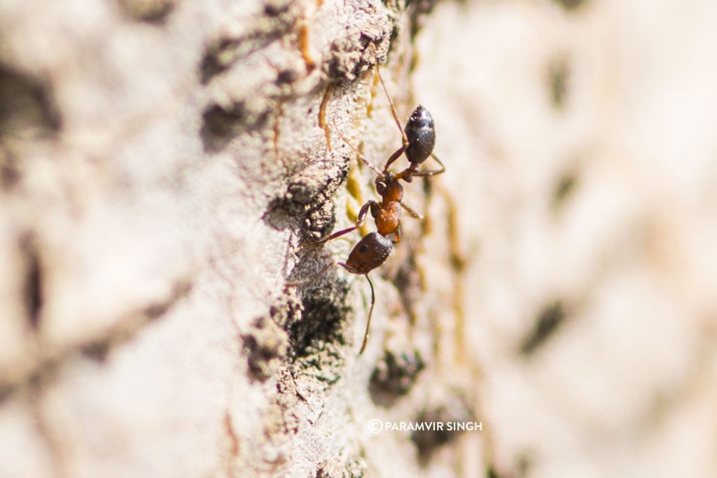 Ant in Mayureshwar Wildlife Sanctuary