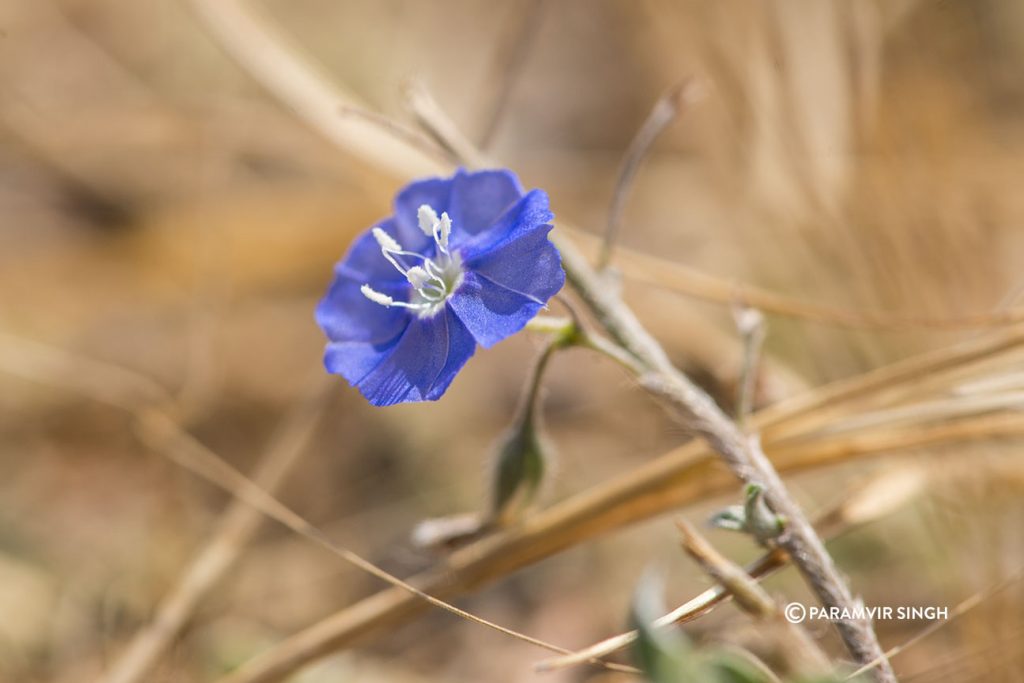 Wildflower in Mayureshwar Wildlife Sanctuary