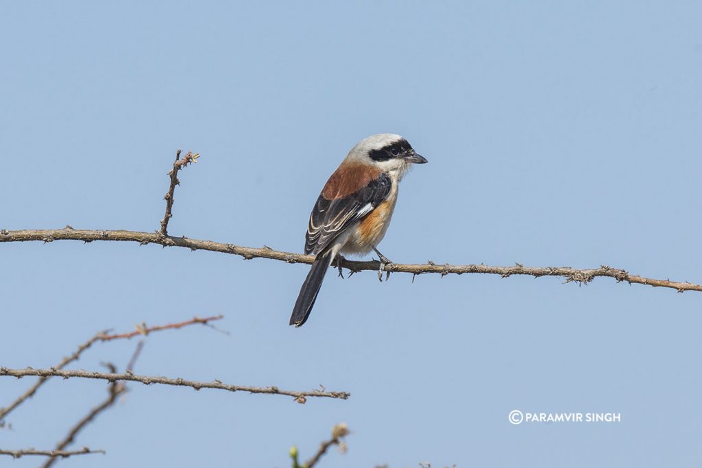 Shrike at Mayureshwar Wildlife Sanctuary