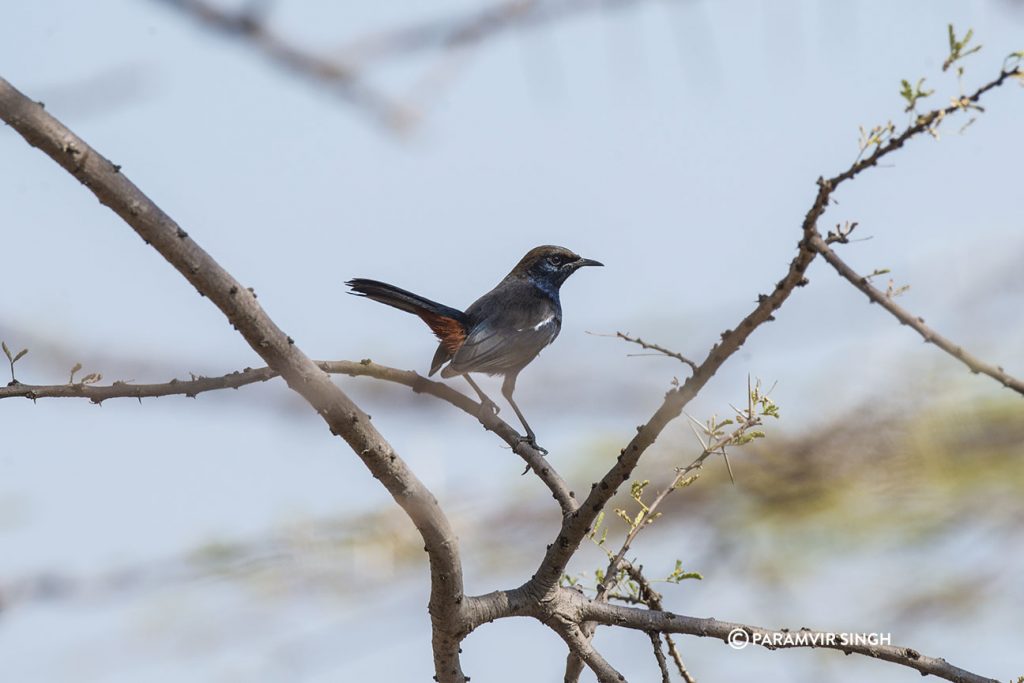 Indian Robin in Mayureshwar Wildlife Sanctuary