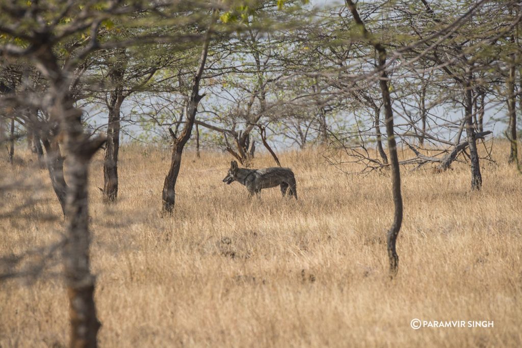 Mayureshwar Wildlife Sanctuary