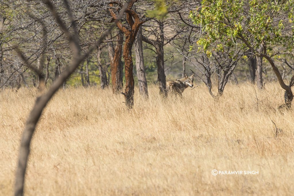 Indian Wolf at Mayureshwar Wildlife Sanctuary