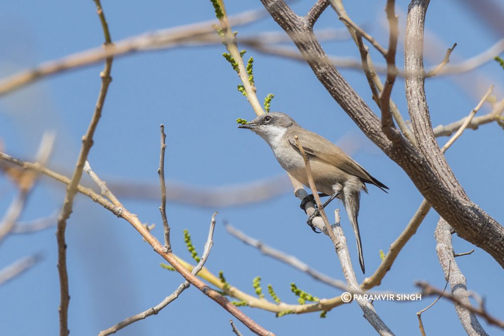 Common Woodshrike in Mayureshwar Wildlife Sanctuary