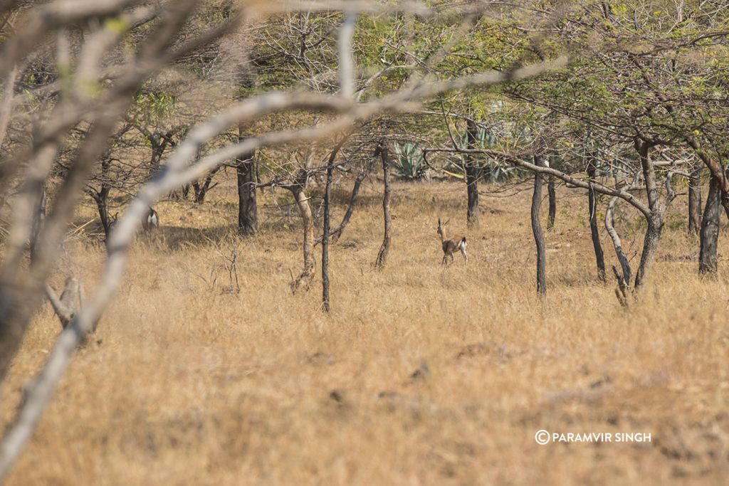 Chinkara at Mayureshwar Wildlife Sanctuary
