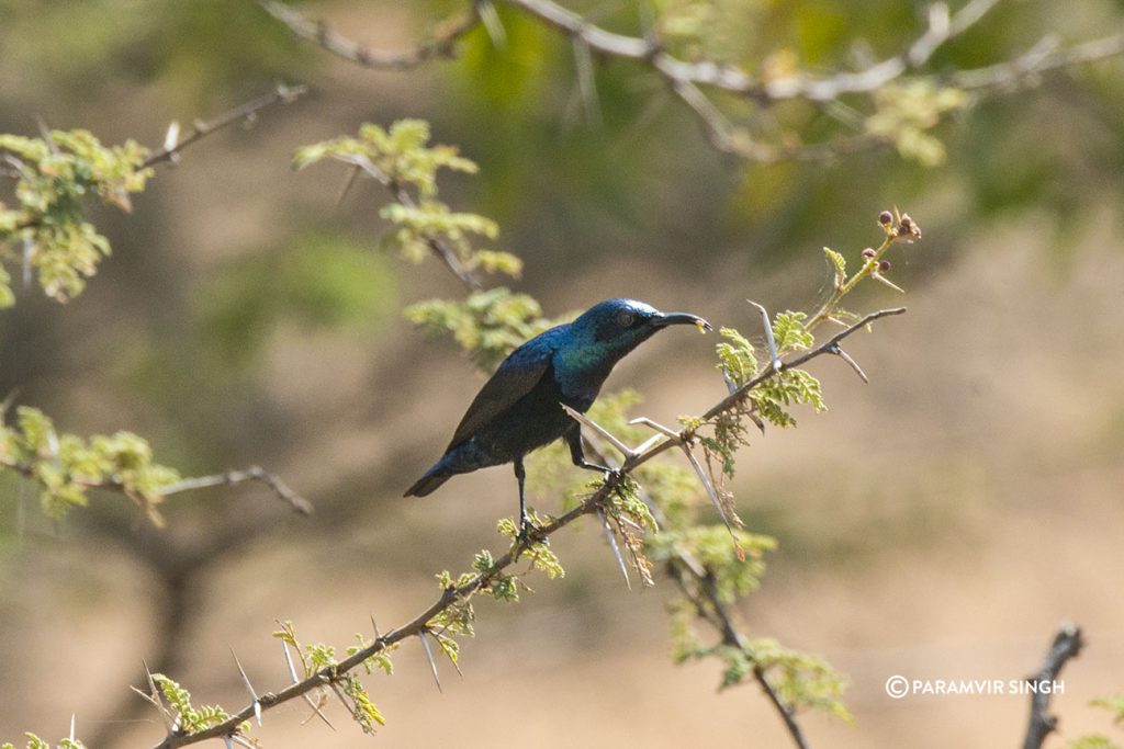 Purple Sunbird at Mayureshwar Wildlife Sanctuary