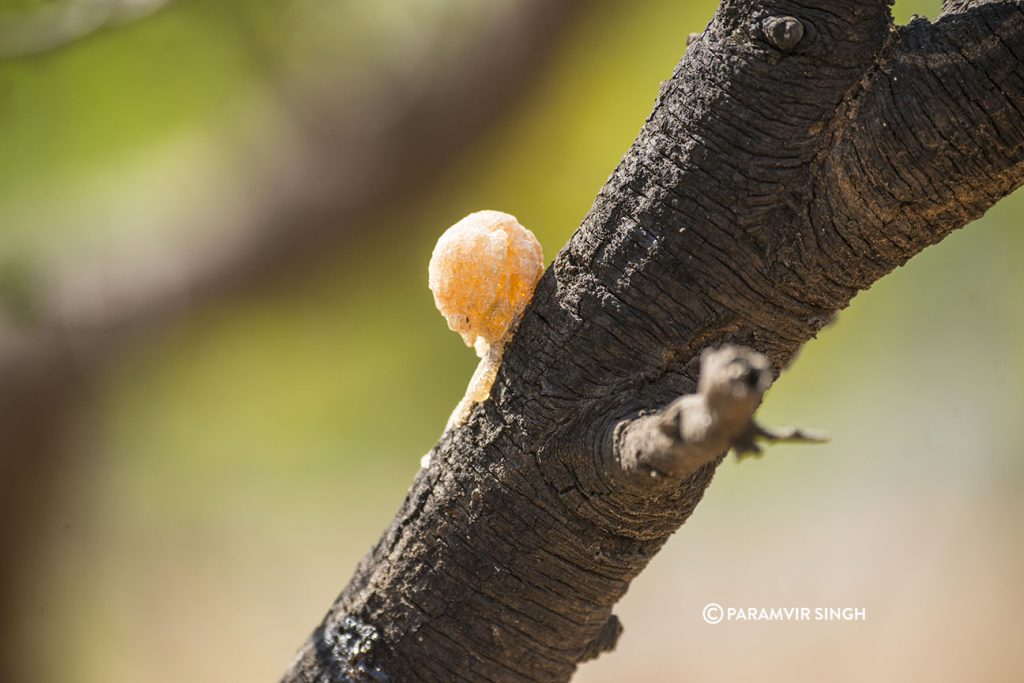 Insect egg sack at Mayureshwar Wildlife Sanctuary