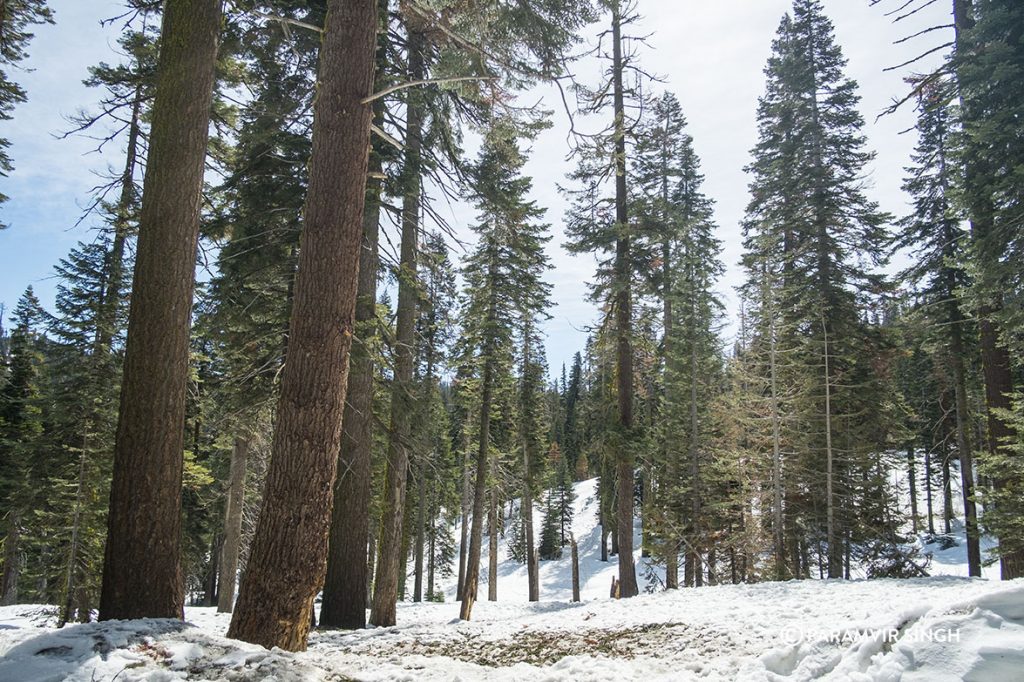 Giant Sequoias amidst snow