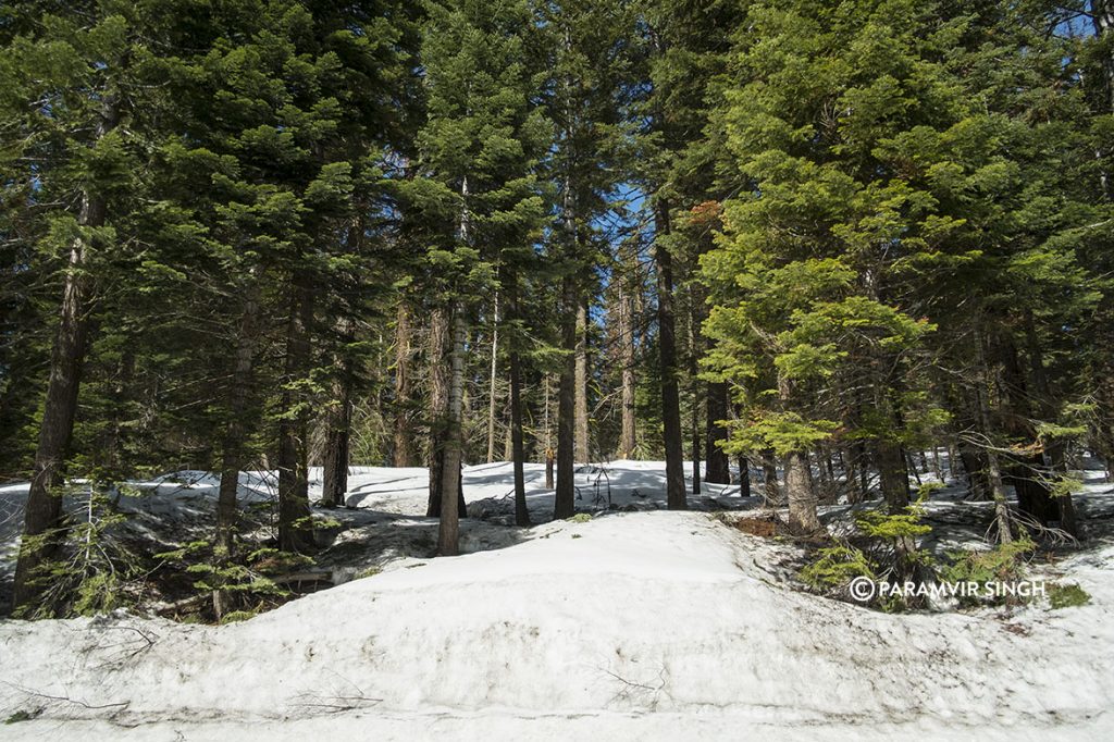 Sequoia National Park