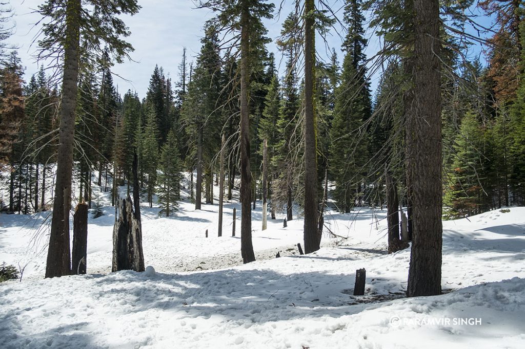 Sequoia National Park