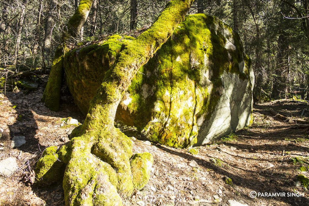 Moss in Yosemite National Park