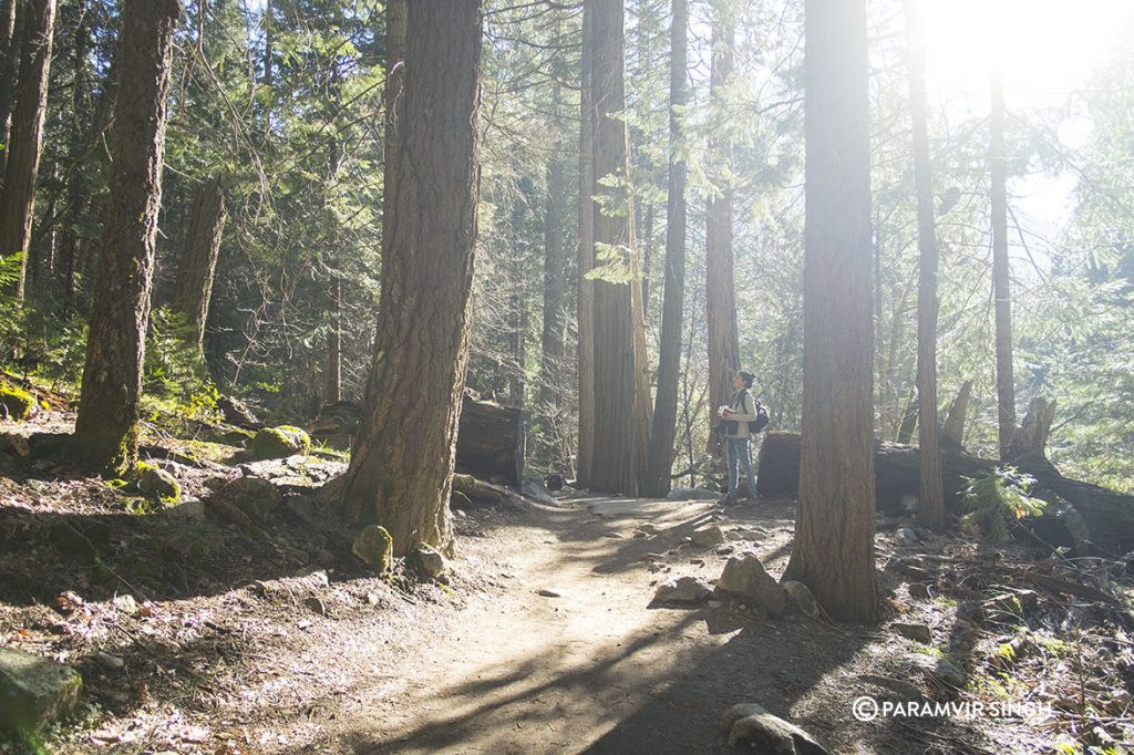 Trek in Yosemite National Park