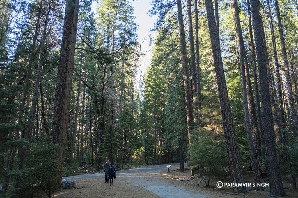 Ponderosa Pines, Yosemite National Park