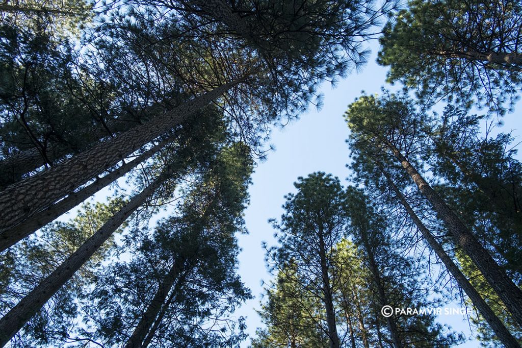 Ponderosa Pines, Yosemite National Park