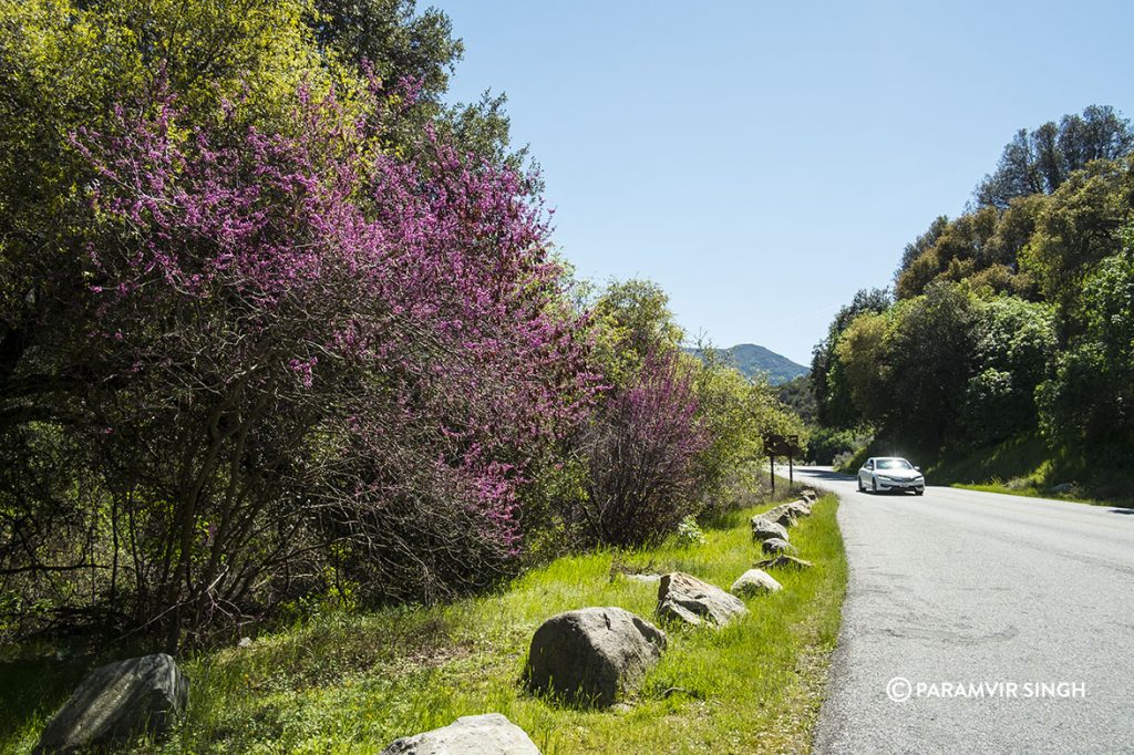 Scenic Drive, Sequoia National Park