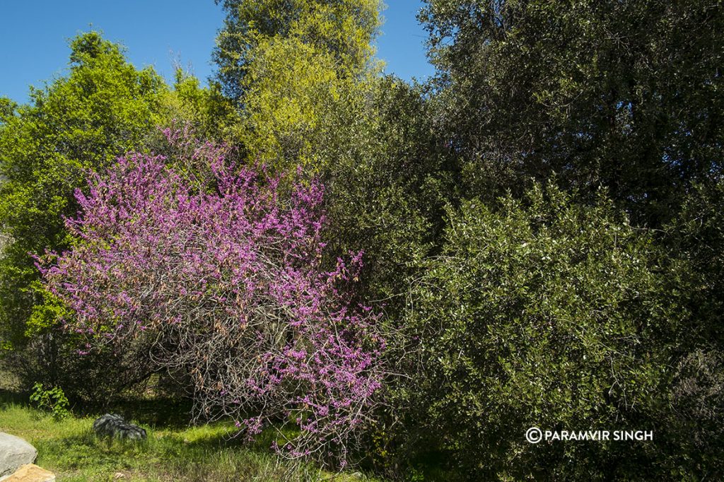 Wild flowers blossom at Sequoia National Park