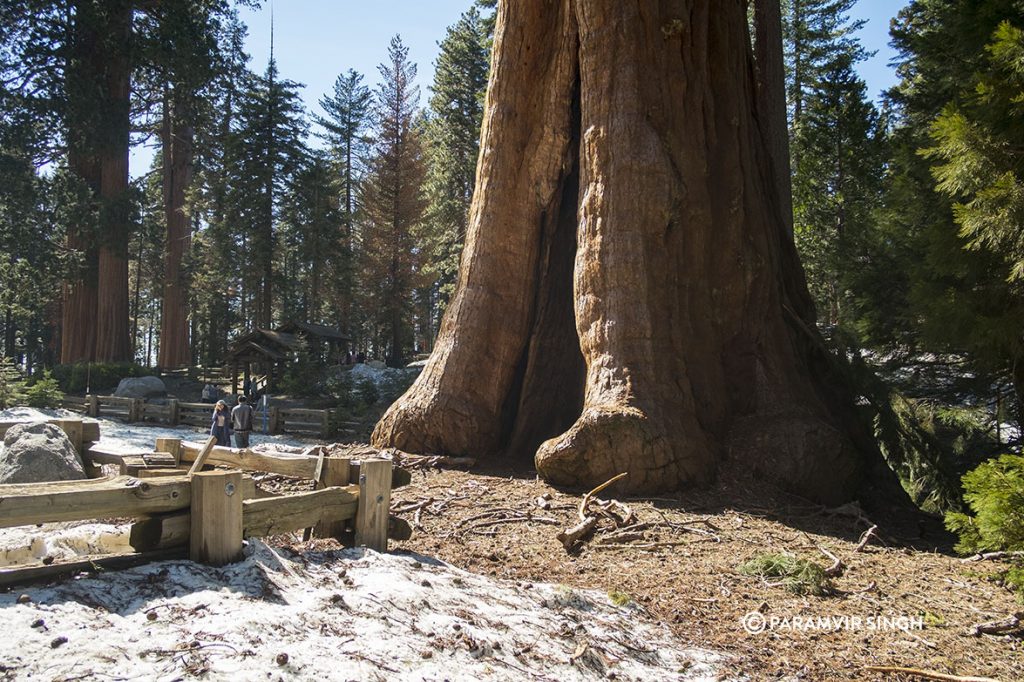 Giant Sequoia in Sequoia National Park