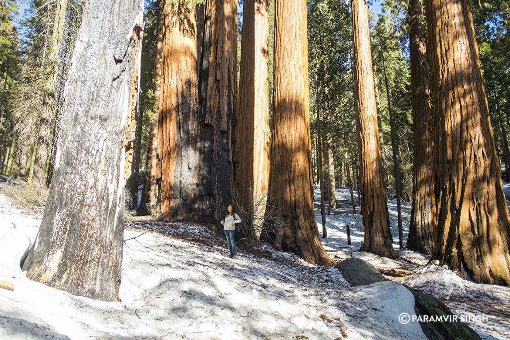 Giant Sequoias in Sequoia National Park