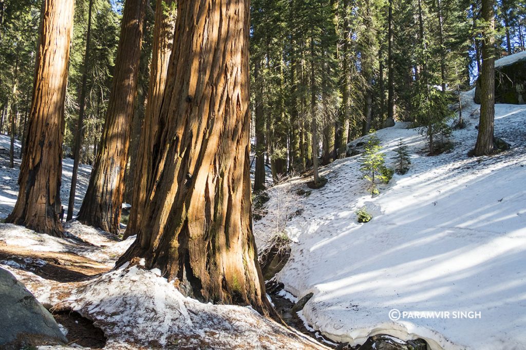 Sequoia National Park