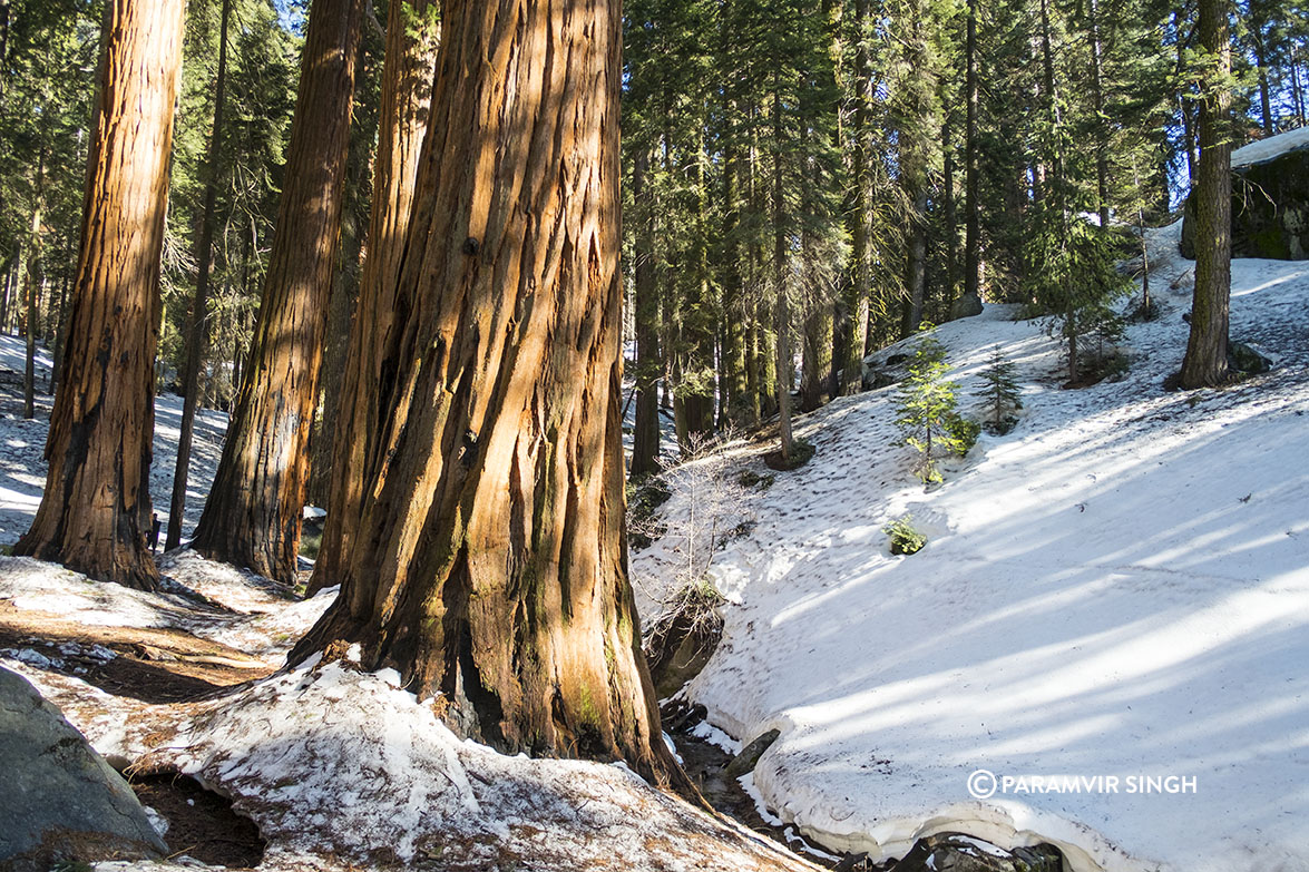 Sequoia Tree Trunk