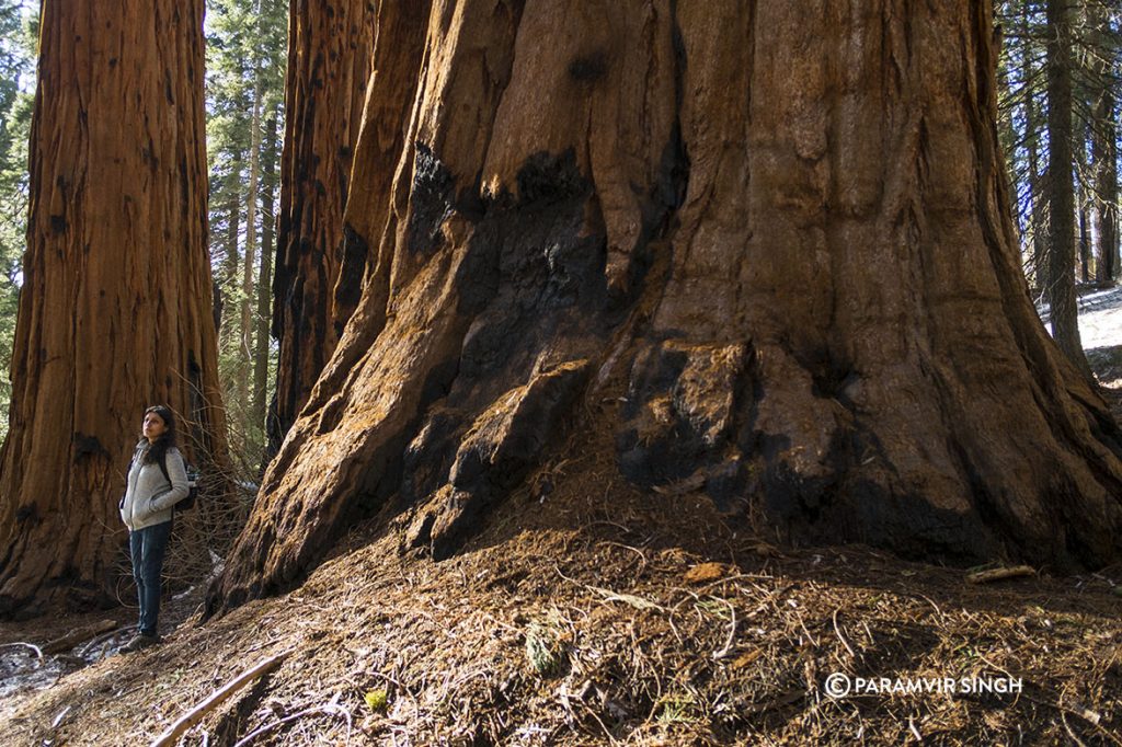 Sequoia National Park