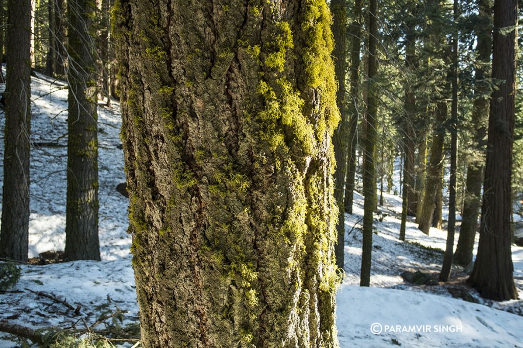 Sequoia National Park.