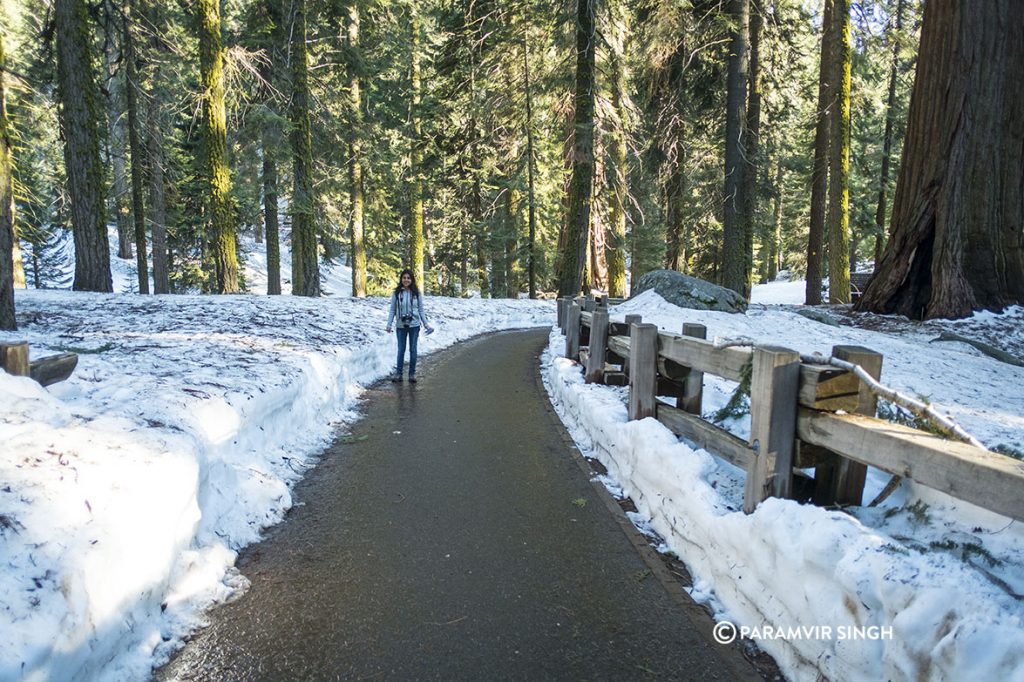 Sequoia National Park in snow.