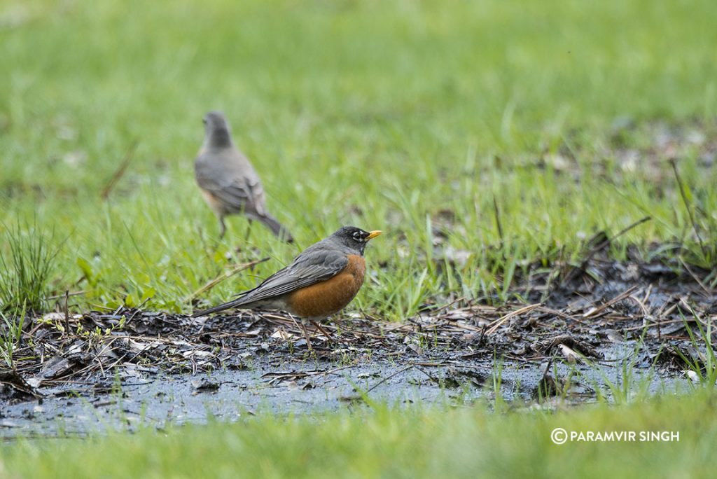 American robin (Turdus migratorius) in Yosemite Valley