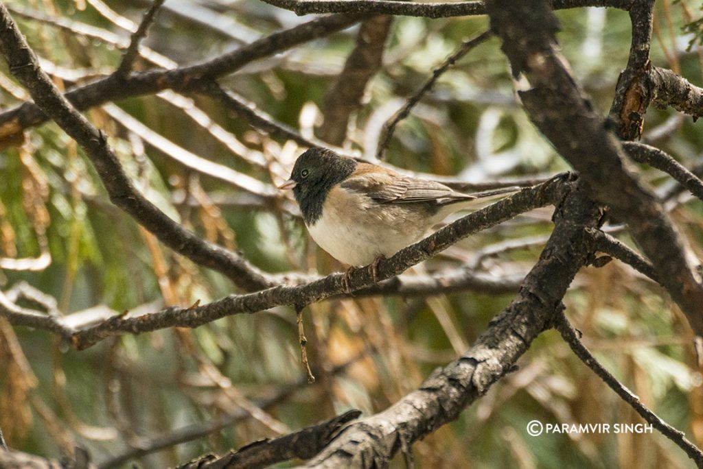  dark-eyed junco (Junco hyemalis)