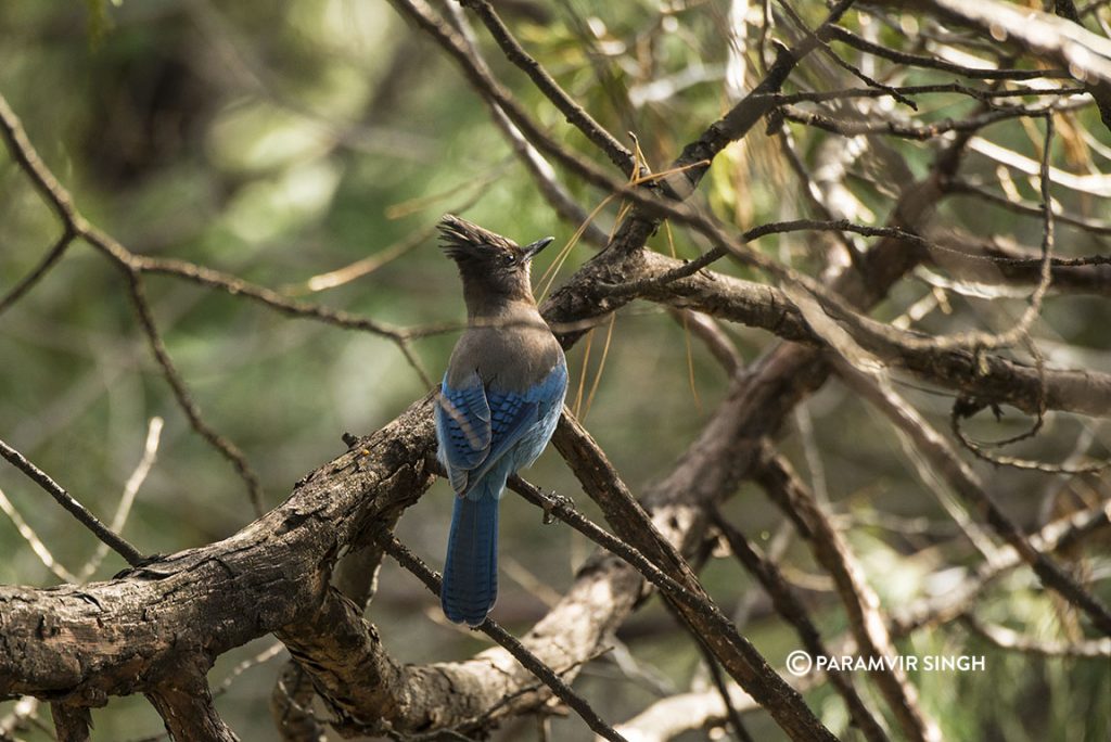 The Steller's jay (Cyanocitta stelleri) 