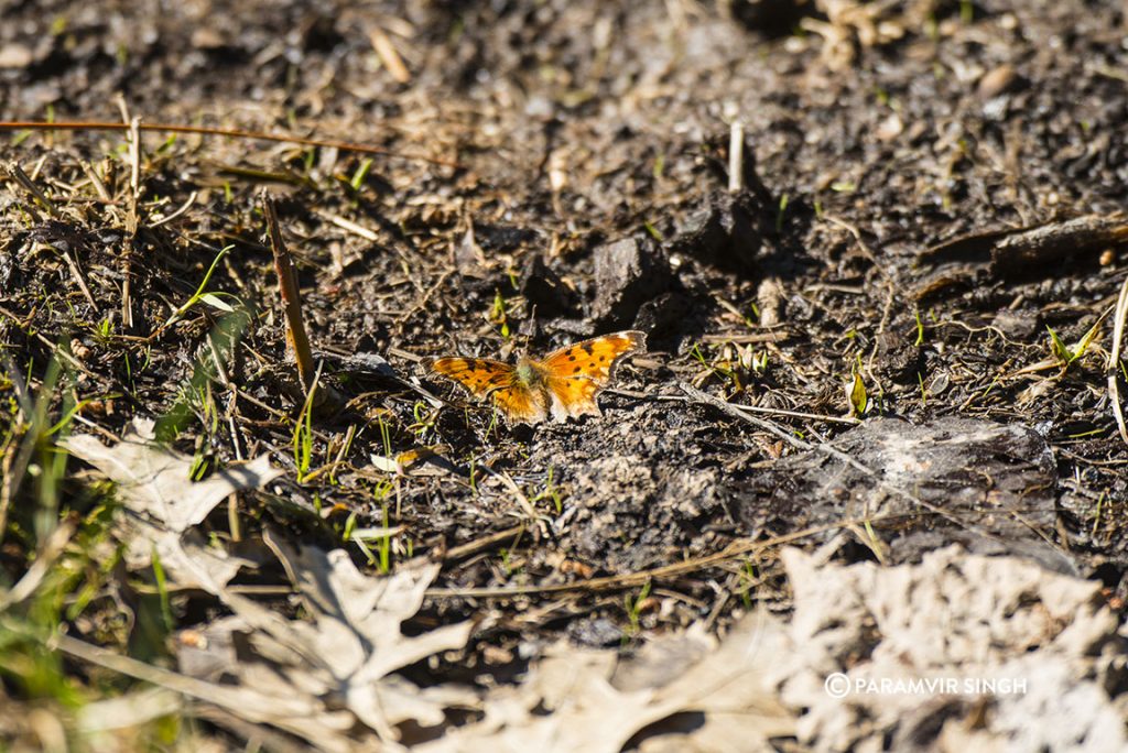 The hoary comma (Polygonia gracilis) mud puddling