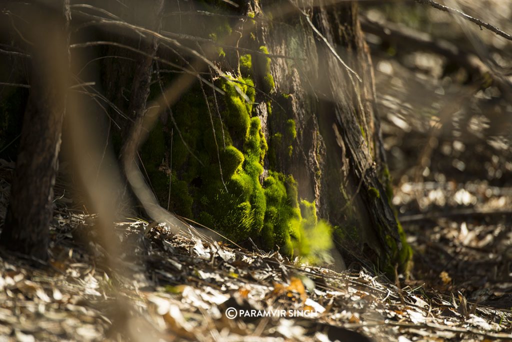 Moss in Yosemite National Park