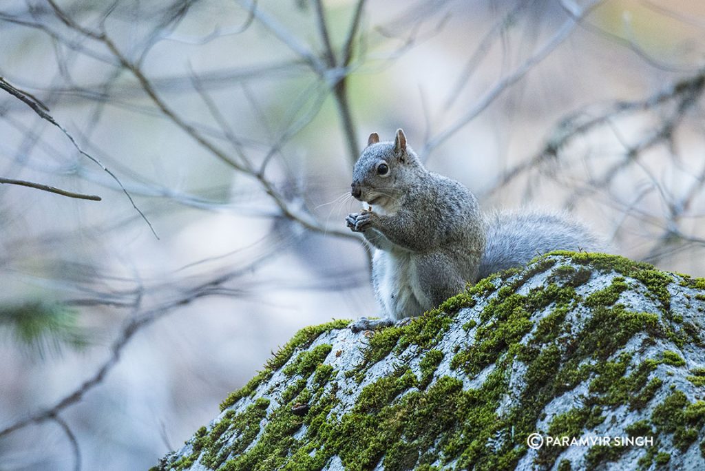 The California ground squirrel (Otospermophilus beecheyi)in Yosemite Valley