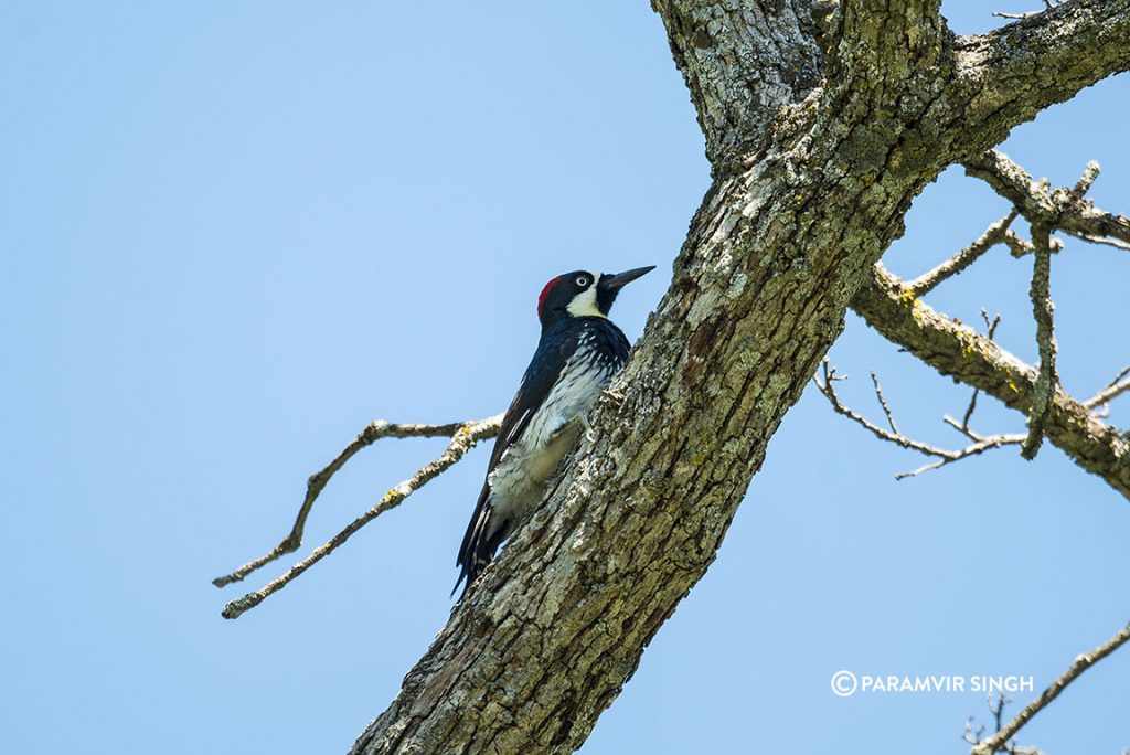 Acorn Woodpecker