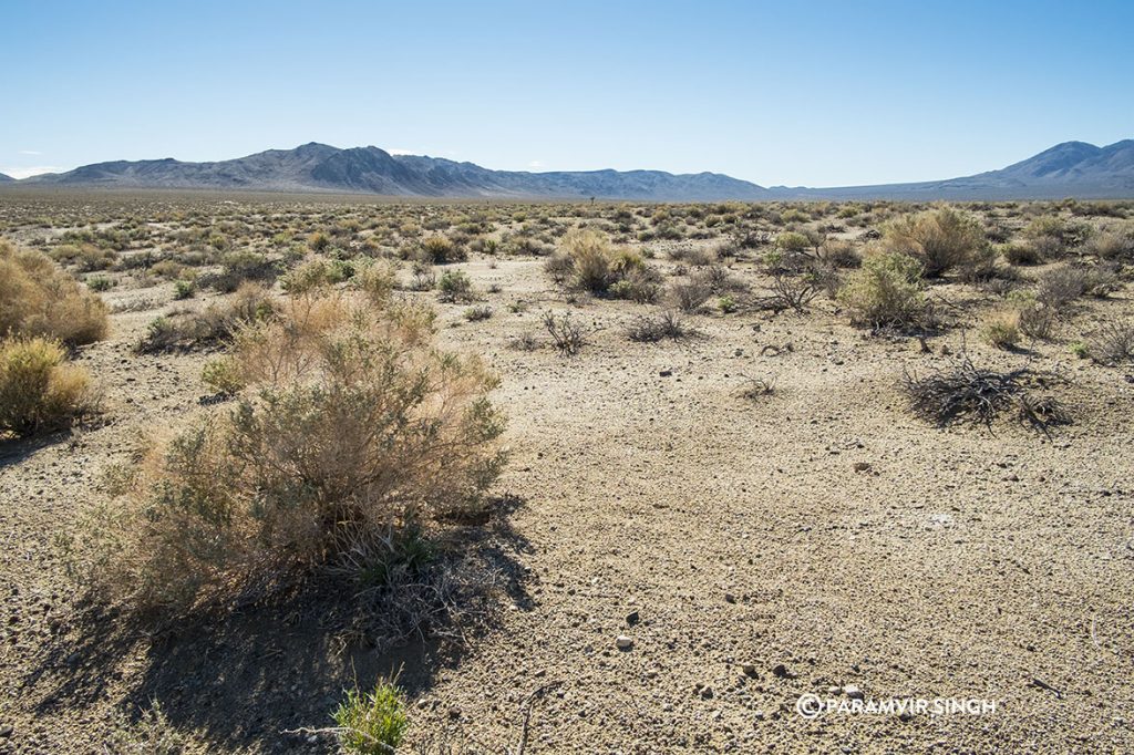 Desert shrubs in Death Valley National Park