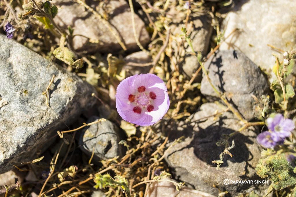 Wildflower at the Furnace Creek Visitor Center