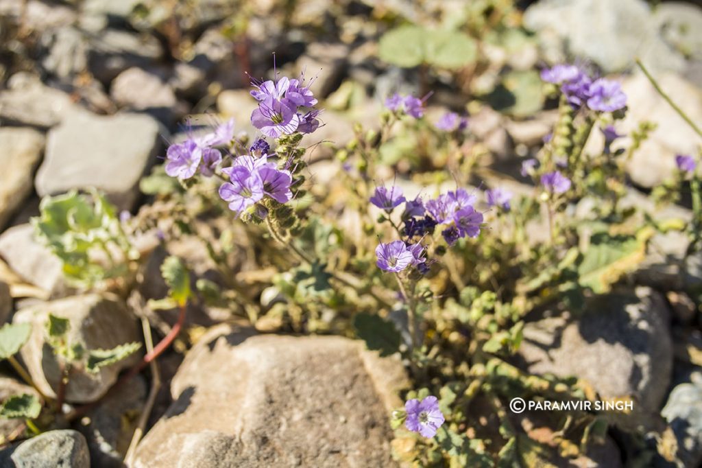 Wildflowers at Furnace Creek Visitor Center