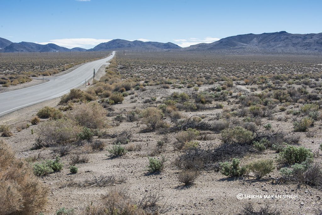 Shurbs of Desert Holly in Death Valley National Park