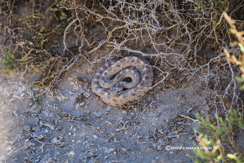 Horned Rattlesnake or a Sidewinder (Crotalus cerastes) in the Amargosa Desert of Death Valley National Park