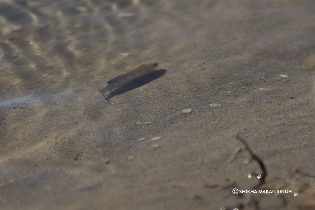 The Death Valley pupfish (Cyprinodon salinus)