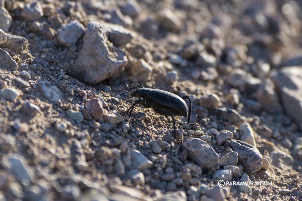 Desert Beetle, Death Valley National Park