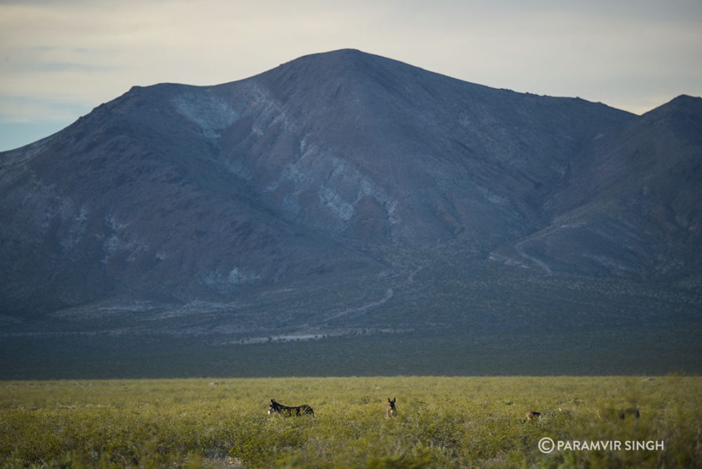 Burros in Bonnie's Claire, Nevada