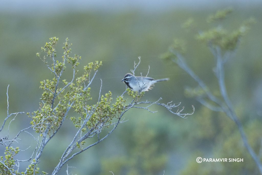 Black Throated Sparrow in Nevada