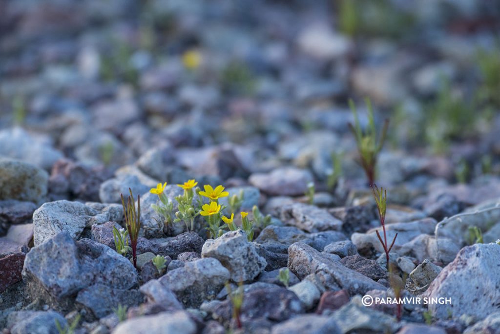 Wildflowers in Nevada