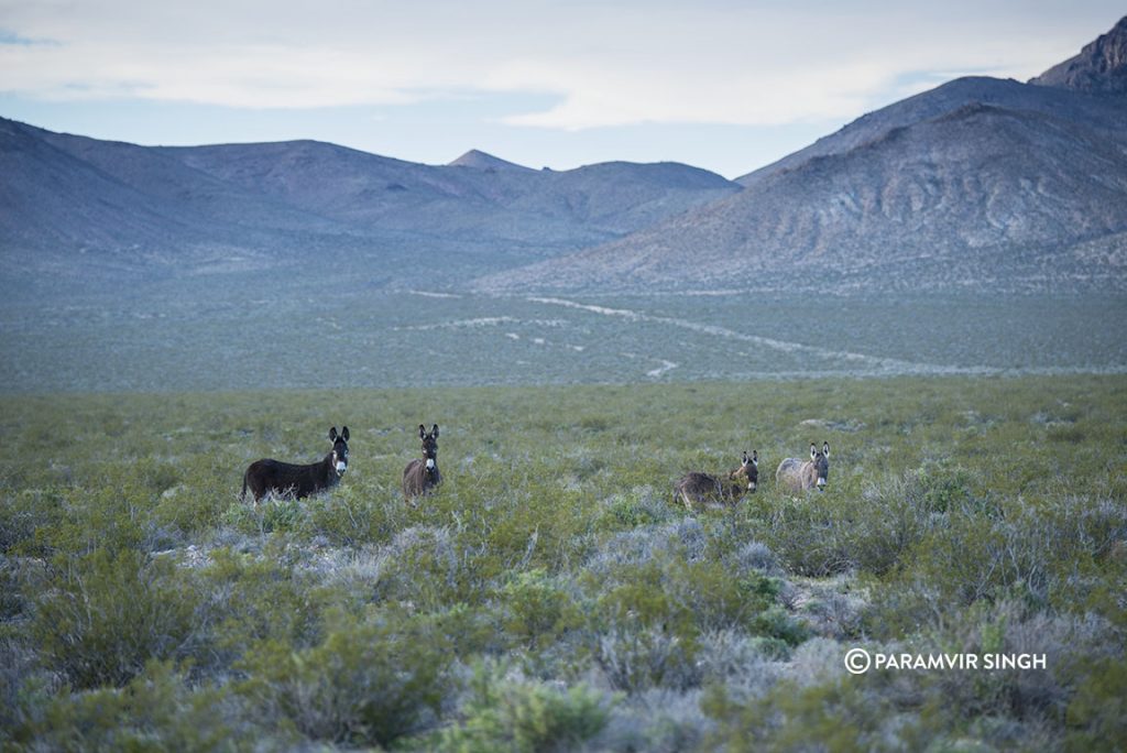 Burros in Nevada