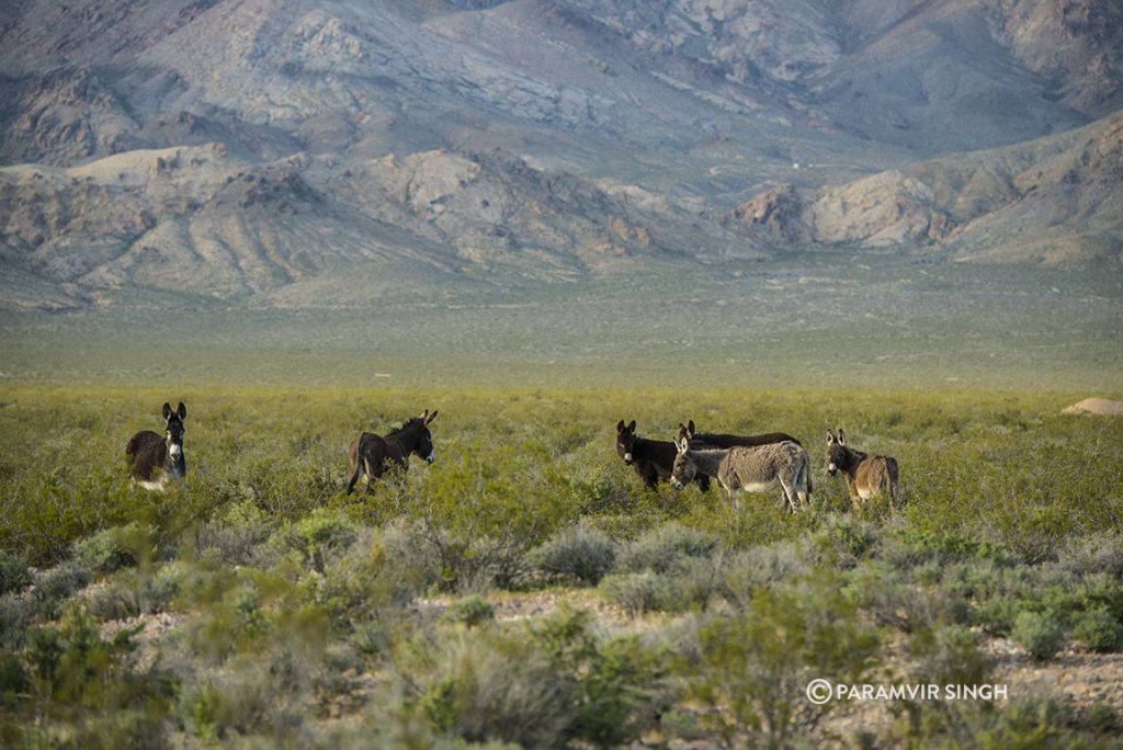 Burros in Nevada